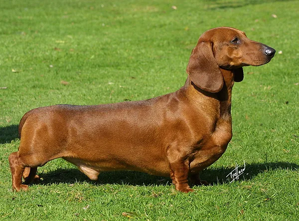 A Dachshund