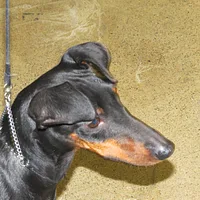 Manchester Terrier (Standard), picture 8 of 10