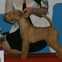 Lakeland Terrier, picture 9 of 10