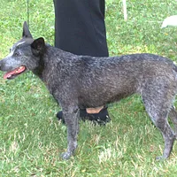 Australian Stumpy Tail Cattle Dog