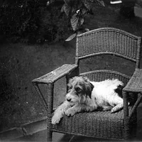 Russell Terrier, picture 7 of 9