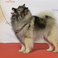 Keeshond, picture 4 of 10