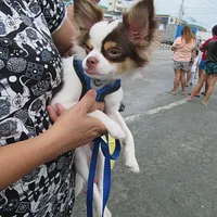 Chihuahua