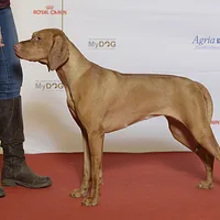 Vizsla