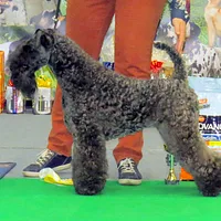 Kerry Blue Terrier, picture 6 of 9