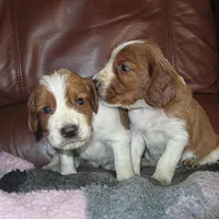 Welsh Springer Spaniel, picture 9 of 10