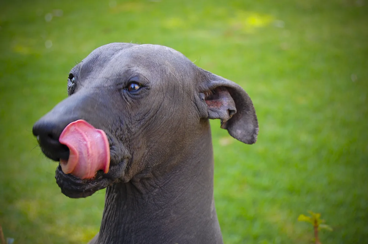 Xoloitzcuintli dog, photographed by Alfredo&amp;Sara Aguirre