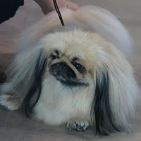 Pekingese, picture 4 of 7