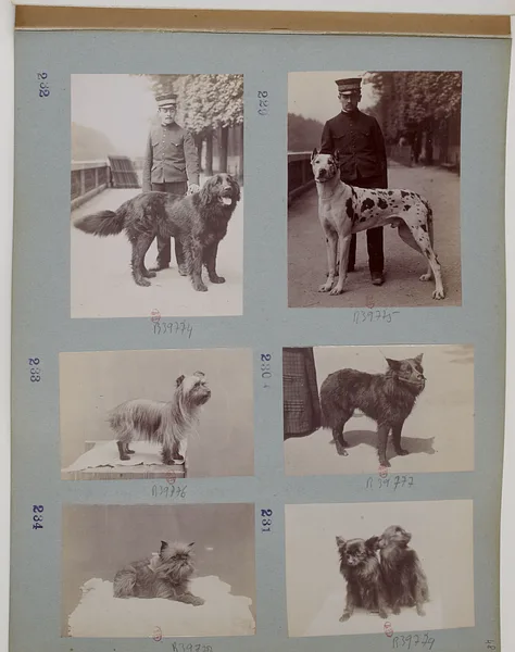 A Schipperke