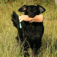 Flat-Coated Retriever, picture 2 of 9