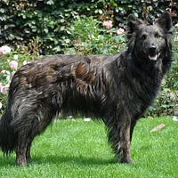 Dutch Shepherd, picture 2 of 9