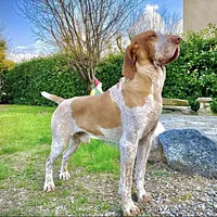 Bracco Italiano, picture 2 of 9