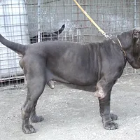 Neapolitan Mastiff, picture 7 of 9