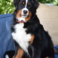 Bernese Mountain Dog