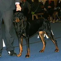 Black and Tan Coonhound, picture 4 of 7