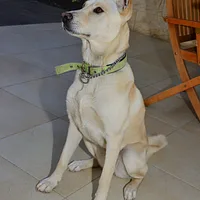 Canaan Dog, picture 5 of 10