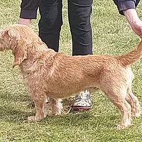 Basset Fauve de Bretagne