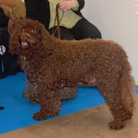 Barbet