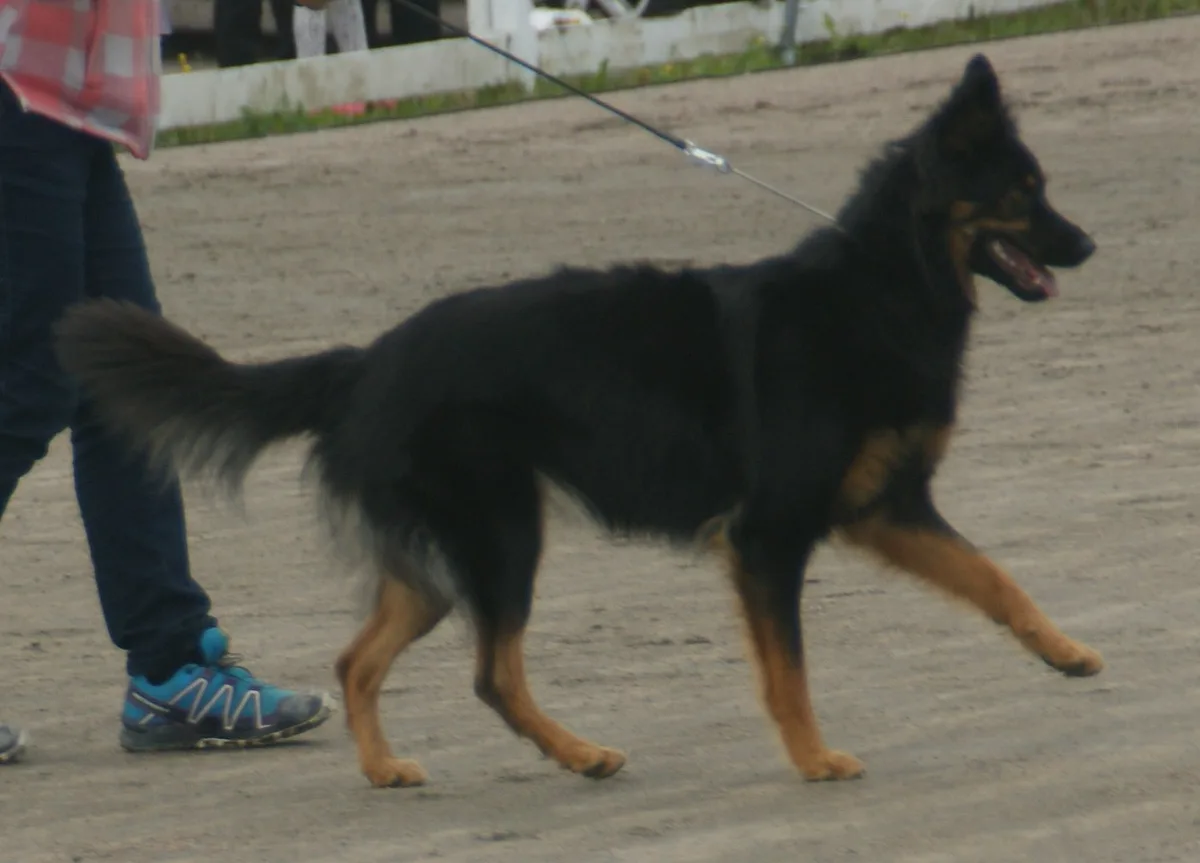 Bohemian Shepherd