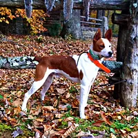 Teddy Roosevelt Terrier, picture 2 of 2