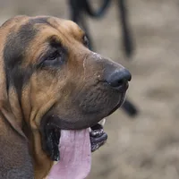 Bloodhound