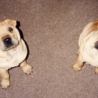 Chinese Shar-Pei, picture 10 of 10