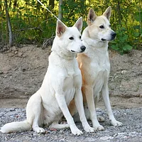 Canaan Dog