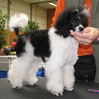 Poodle (Toy), picture 3 of 7