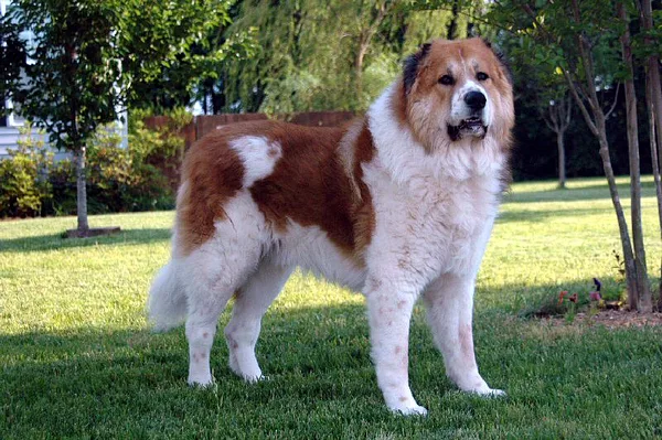 A Caucasian Shepherd Dog