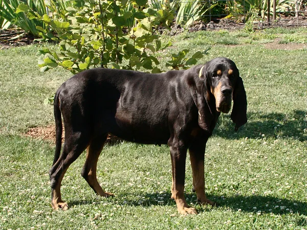 A Black and Tan Coonhound