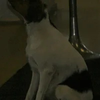 French Spaniel