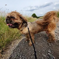Shih Tzu, picture 3 of 8