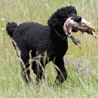 Poodle (Standard), picture 4 of 9