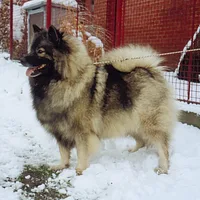 German Spitz, picture 8 of 9