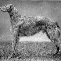 Scottish Deerhound, picture 5 of 9