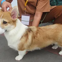 Pembroke Welsh Corgi, picture 5 of 7