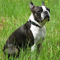 Boston Terrier, picture 3 of 9