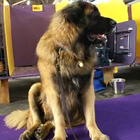 Leonberger