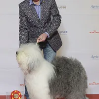 Old English Sheepdog, picture 9 of 9