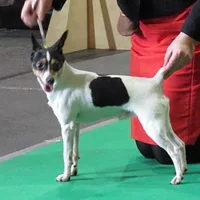 Toy Fox Terrier, picture 7 of 10
