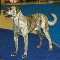 Mastiff, picture 6 of 8