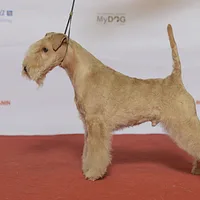 Lakeland Terrier, picture 6 of 10