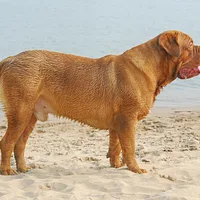 Dogue de Bordeaux