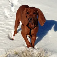 Redbone Coonhound, picture 8 of 10