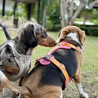 Dachshund