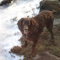 Boykin Spaniel, picture 5 of 8