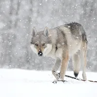 Czechoslovakian Vlcak, picture 6 of 10