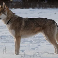 Czechoslovakian Vlcak, picture 1 of 10