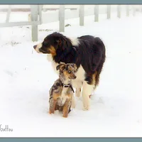 Miniature American Shepherd, picture 10 of 10