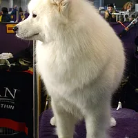 Samoyed, picture 5 of 7